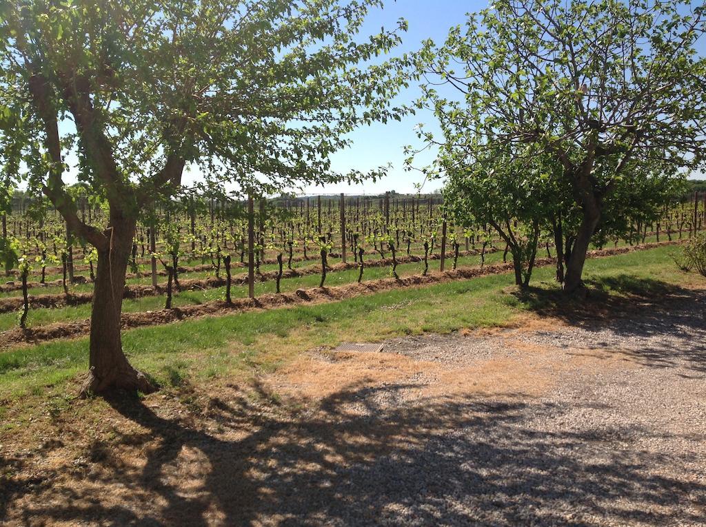 Agriturismo I Mischi Castelnuovo del Garda Kültér fotó